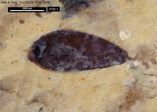 Tracheophyta