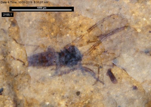 Diptera