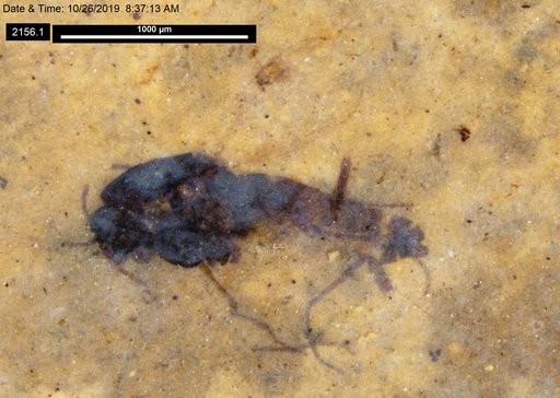 Diptera