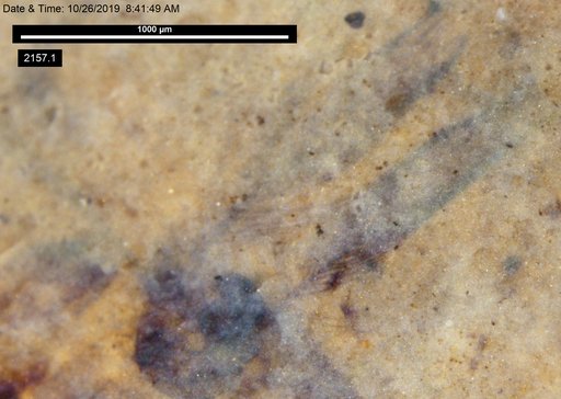 Insecta