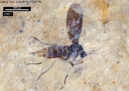 Sciaridae