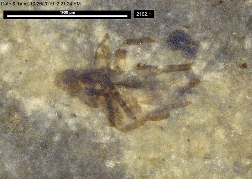 Genus sp