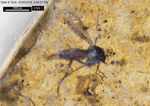 Diptera