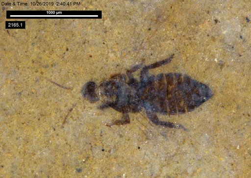 Genus sp