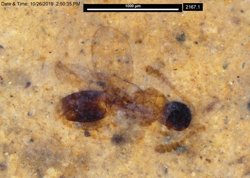 Platygastridae