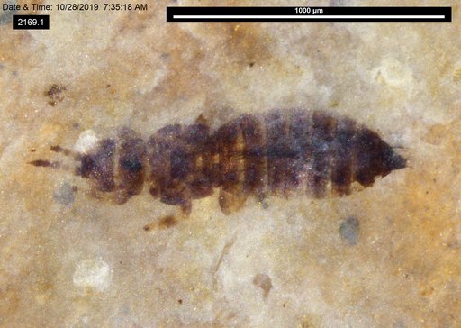 Genus sp