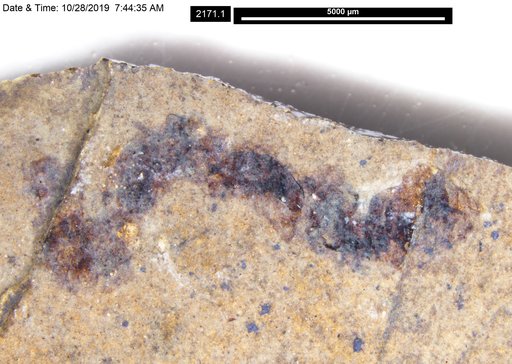 Genus sp