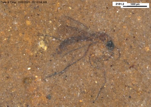 Mycetophilidae