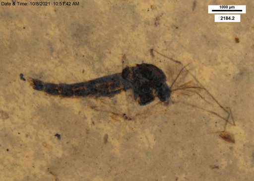 Genus sp