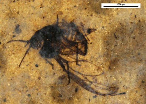 Aphididae