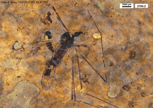 Diptera