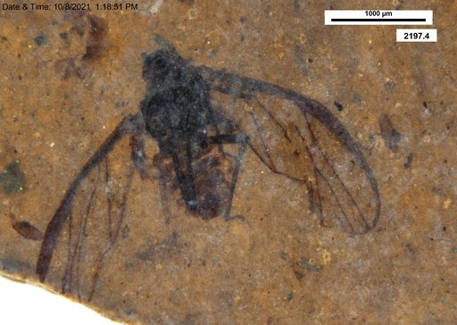 Aphididae