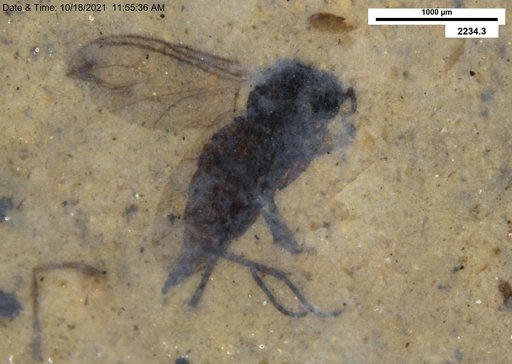 Diptera