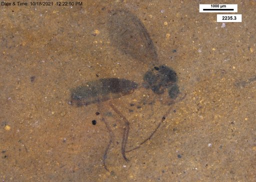 Diptera