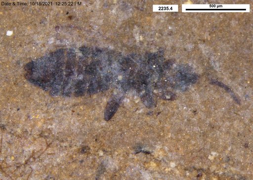 Genus sp