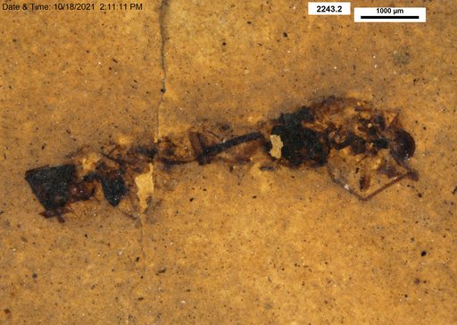 Genus sp