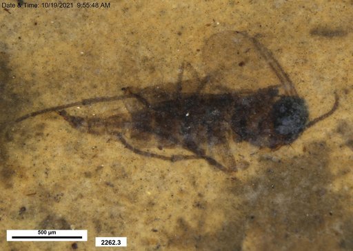 Diptera