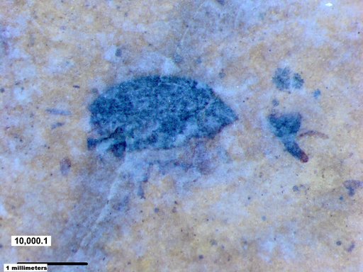 Genus sp