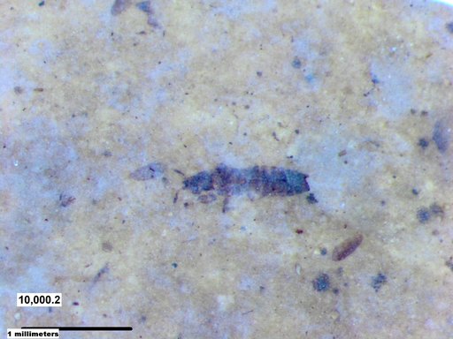 Genus sp