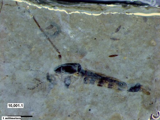 Chaoboridae