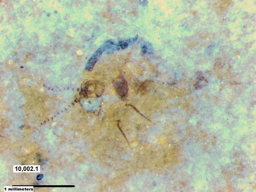 Chaoboridae