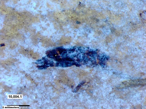 Corixidae