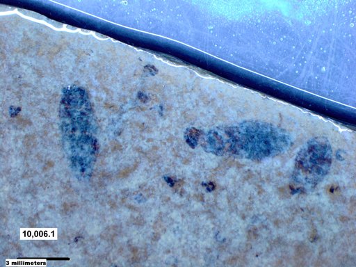 Corixidae