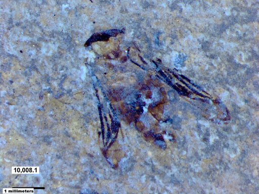 Corixidae