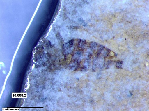 Insecta