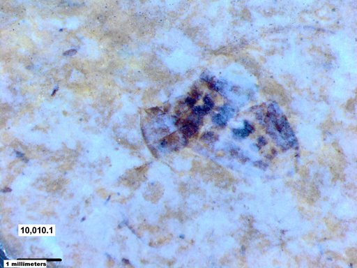 Corixidae