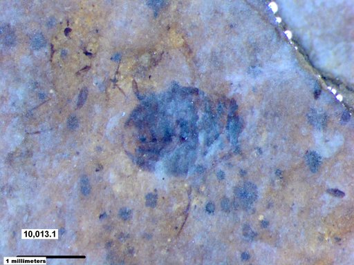 Corixidae