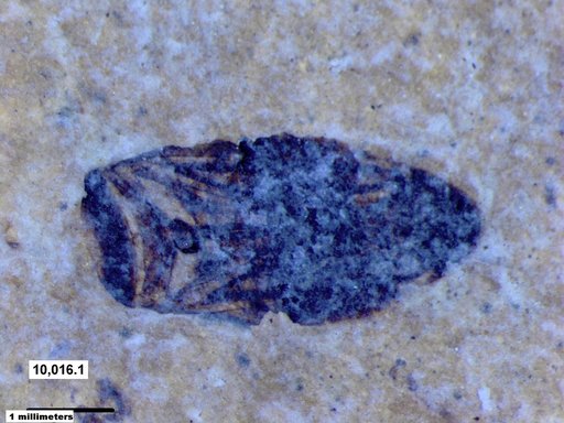 Corixidae