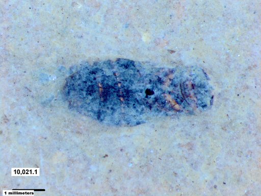 Corixidae