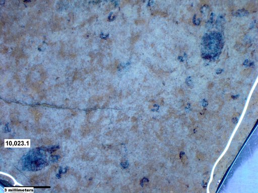 Corixidae