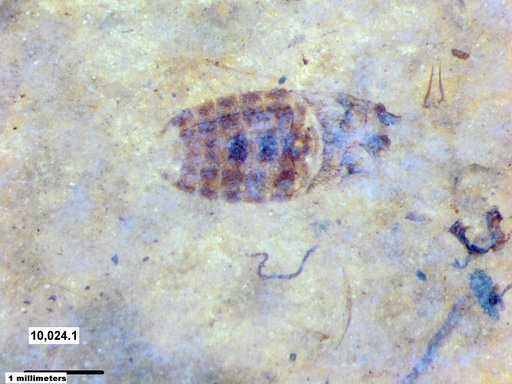 Corixidae