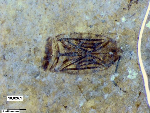 Corixidae
