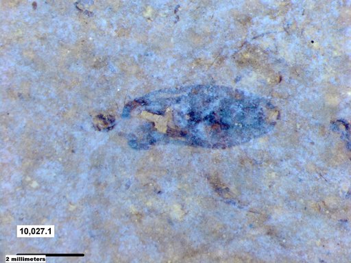 Corixidae