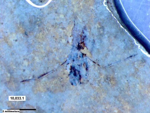 Notonectidae
