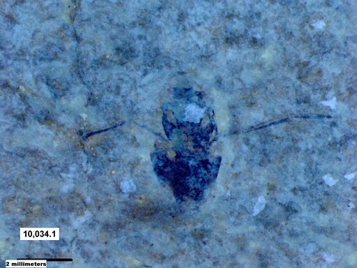 Corixidae
