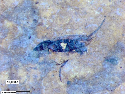Insecta