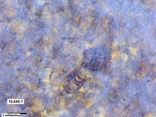 Corixidae