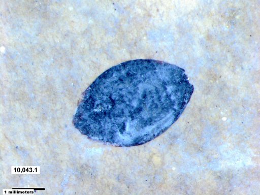 Tracheophyta