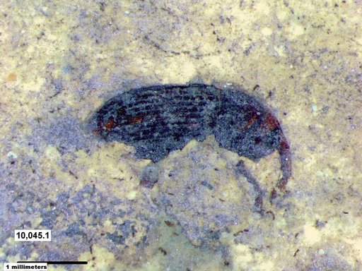 Genus sp