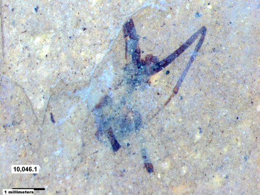 Genus sp
