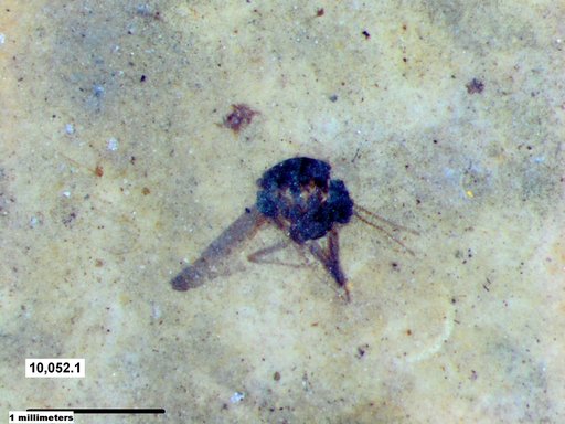Diptera