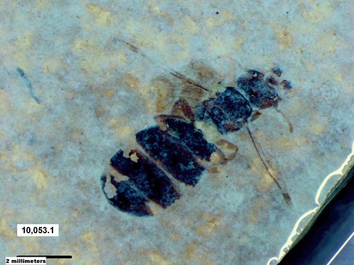 Formicidae