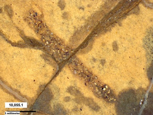 Genus sp