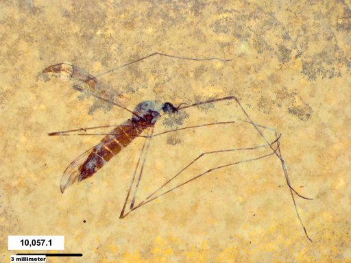 Diptera