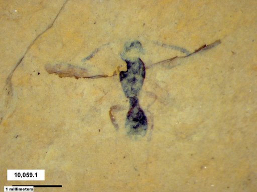 Diapriidae