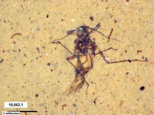 Aphididae
